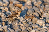 France,Somme,Baie de Somme,Le Hourdel,Snow Bunting (Plectrophenax nivalis) in pebbles in staging migratory at Le Hourdel