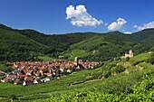 France,Haut Rhin,Route des Vins d'Alsace,Kaysersberg,the vineyard and the Holy Cross Church,The city is located at the mouth of the Weiss valley in the plain of Alsace,at the entrance to the valleys of Lapoutroie and Orbey,It is dominated by two mountains,one of which is crowned by the ruins of Schlossberg