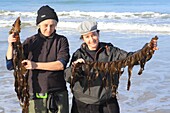 France,Ille et Vilaine,Emerald Coast,Saint Lunaire,Nathalie Hamon and Nathalie Ameline harvested on the beach seaweed (here wakame) to turn them into gourmet products and sell them under the brand Alg'Emeraude