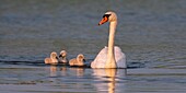 Frankreich,Somme,Somme Bay,Crotoy Marsh,Höckerschwan Familie (Cygnus olor - Höckerschwan) mit Babies