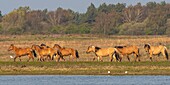 France,Somme,Baie de Somme,Le Crotoy,Henson horses in the Crotoy marsh in the Baie de Somme,this rustic and well adapted horse race was created by the breeders of the Baie de Somme