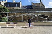 Frankreich,Calvados,Cote de Nacre,Luc sur Mer,ikonischer Wal im Rathauspark