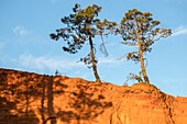 Frankreich,Vaucluse,regionaler Naturpark Luberon,Roussillon,als schönste Dörfer Frankreichs ausgezeichnet,Ockerfelsen und Seekiefer (Pinus pinaster)
