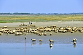 France,Somme,Baie de Somme,Saint Valery sur Somme,mouth of the Somme Bay at low tide,shepherd and sheep salt meadows (Ovis aries)