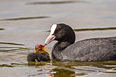 France,Somme,Bay of Somme,Natural Reserve of the Bay of Somme,Saint-Quentin-en-Tourmont,Marquenterre Ornithological Park,Coot (Fulica atra - Eurasian Coot): feeding of young brood by the adults who seek plants at the bottom of the water for their chicks or give them insects and larvae