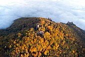 Frankreich,Haut Rhin,Ribeauville,Schloss Saint Ulrich und Schloss Girsberg (Luftaufnahme)