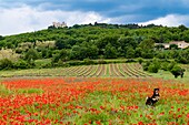 France,Vaucluse,Luberon regional park,Lacoste city and the valley of Lacoste,dog in poppy field