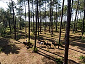 Frankreich,Gironde,Val de L'Eyre,Parc Naturel Régional des Landes de Gascogne,Ausritt mit Caballo Loco,einer chilenischen Familie, die sich auf Reitkunst spezialisiert hat(Luftaufnahme)