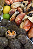 France,Calvados,Pays d'Auge,Trouville sur Mer,the fish market,seafood stall with sea urchins