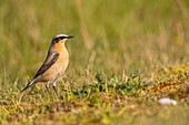 France,Somme,Baie de Somme,The Hâble d'Ault,Cayeux sur Mer,Wheatear (Oenanthe oenanthe Northern Wheatear)