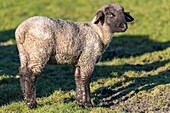 France,Somme,Baie de Somme,Le Crotoy,salt meadow sheep in the Baie de Somme in spring,at this time of year,sheep still have their wool and lambs are still small,a few goats accompany the flock to guide him in the meadows