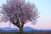 France,Alpes de Haute Provence,Verdon Regional Nature Park,Valensole Plateau,Valensole,almond trees in bloom