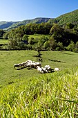 France,Pyrenees Atlantiques,Basque country,Haute Soule valley,herd of sheep