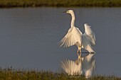 Frankreich,Somme,Baie de Somme,Le Crotoy,Seidenreiher (Ardea alba) beim Fischen mit ausgebreiteten Flügeln im Sumpf