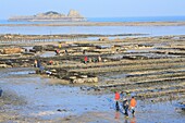 France,Ille et Vilaine,Emerald Coast,Cancale,oyster beds with the bottom of the Rimains