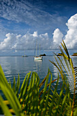 Karibik,Segelboote in der True Blue Bay,Grenada