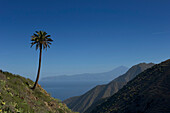Spain,Canary Islands,Palm tree and Island of Tenerife viewed from Vallehermoso trail,Island of La Gomera