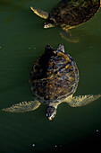 USA,Florida,Florida Keys,Einzige lizenzierte tierärztliche Einrichtung der Welt, die ausschließlich Meeresschildkröten behandelt,Marathon,Turtle Hospital