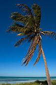 USA,Florida,Florida Keys,Eine einsame Palme auf einer unbewohnten Mangroveninsel vor der Küste,Key West