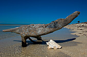 USA,Florida,Florida Keys,Conch shell on sandy beach,Key West