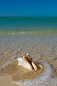 USA,Florida,Florida Keys,Conch shell on sandy beach,Key West