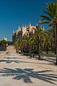 Spain,Majorca,Palm trees in Parc de la Mar leading to Cathedral,Palma