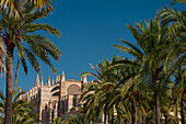 Spanien,Mallorca,Palmen im Parc de la Mar vor der Kathedrale,Palma