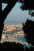 Spanien,Mallorca,Blick durch die Bäume des Parc de Bellver,Palma