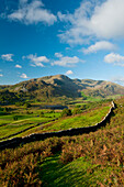 England,Cumbria,Lake District National Park,Flock of sheep on top of hill,Little Langdale