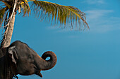 Sri Lanka,in der Nähe von Unawatuna,Elefant und Palme,Thalpe