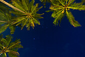 Sri Lanka,near Unawatuna,Stars at night with palm tree,Thalpe