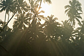 Sri Lanka,in der Nähe von Unawatuna,Die Sonne bricht in der Morgendämmerung durch die Bäume,Thalpe