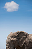 Kenia,Elefant im Ol Pejeta Schutzgebiet, Laikipia County