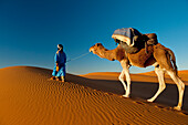 Morocco,Berber leading camel across sand dune near Merzouga in Sahara Desert,Erg Chebbi area