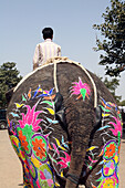 Beim Elefantenfest, Jaipur, Hauptstadt von Rajasthan, Indien. Jährlich stattfindende Veranstaltung im Chaughan-Stadion innerhalb der alten Stadtmauern von Jaipur. Beliebtes Ereignis für Touristen, das am Tag vor dem indischen Holi-Fest stattfindet, bei dem traditionell die
