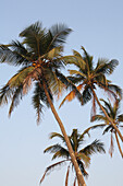 Palmen am Anjuna Beach bei Sonnenuntergang, Bundesstaat Goa, Indien, Asien.