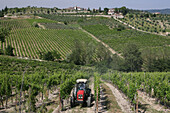 Typical Tuscany Scene Of Vineyards,At 'radda In Chianti',A Beautiful Small Town And A Famous Region Known For Its Chianti Wine,In Tuscany. Italy. June.
