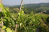 Weinreben im Weinberg am Rande von 'radda In Chianti', einer schönen kleinen Stadt und einer berühmten Region, die für ihren Chianti-Wein bekannt ist, in der Toskana. Italien. Juni.