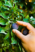 Greece,Halkidiki,Plum tree,Ierissos