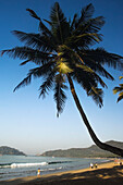 India,Palm Trees Over Palolem Beach,Goa