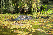 USA,Louisiana,Alligator in swamps,Breaux Bridge
