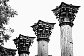 USA,Columns in Windsor Ruins,Mississippi