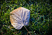 Denmark,First autumn leaf laying on grass in Frederiksberg Park,Copenhagen