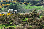 UK,Irland,County Kerry,Iveragh Peninsula,Schafe und Lämmer