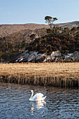 UK,Ireland,County Kerry,Killarney National Park,Swan in Upper Lake of Lough Leane