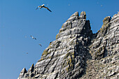 UK,Ireland,County Kerry,Skellig Islands,Little Skellig,Northern Gannets (Morus bassanus) in flight over rocky coast