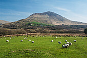 UK,Ireland,County Kerry,Iveragh Peninsula,Sheep grazing in front of Knocklomena mountain