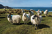UK,Irland,Grafschaft Kerry,Cahersiveen,Schafe auf einem Feld