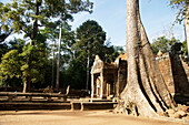 Kambodscha,Ta Prohm-Tempel,Angkor Wat