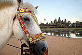 Cambodia,Horse profile with temple complex in background,Angkor Wat